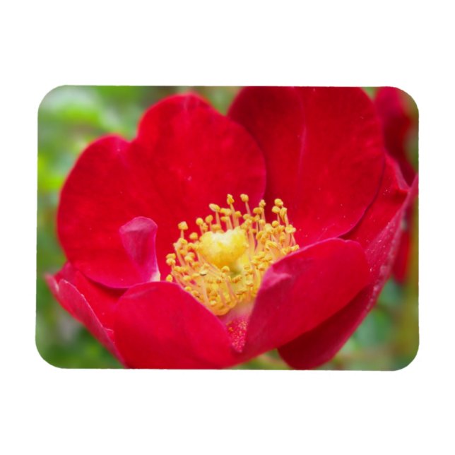 Los rosas son imanes flexibles rojos (Horizontal)