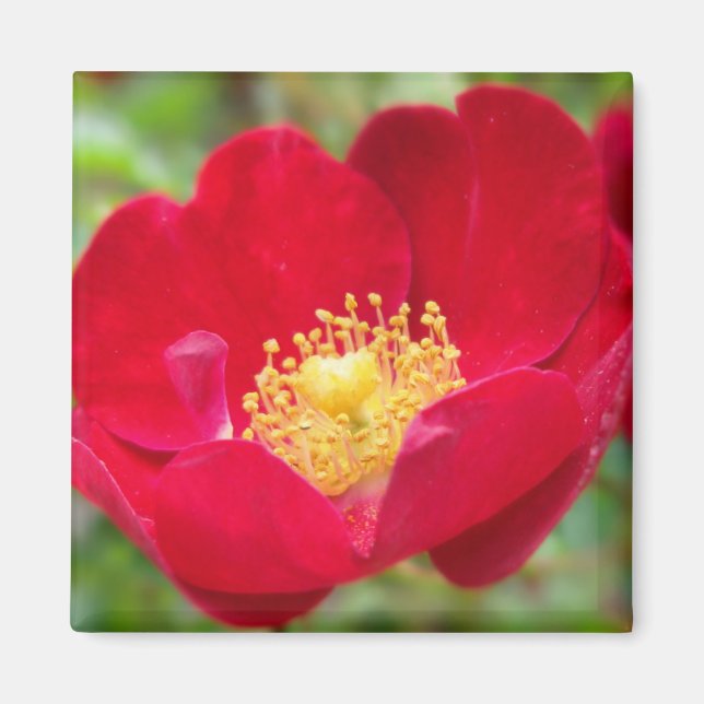 Los rosas son imanes rojos (Frente)