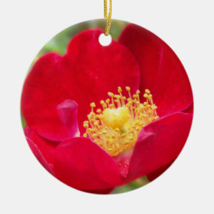 Los rosas son ornamentos rojos