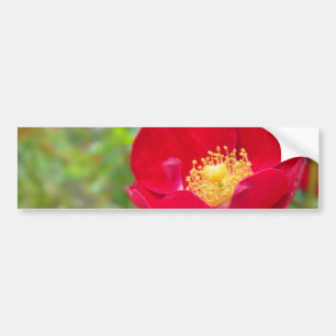 Los rosas son pegatinas de parachoques rojos