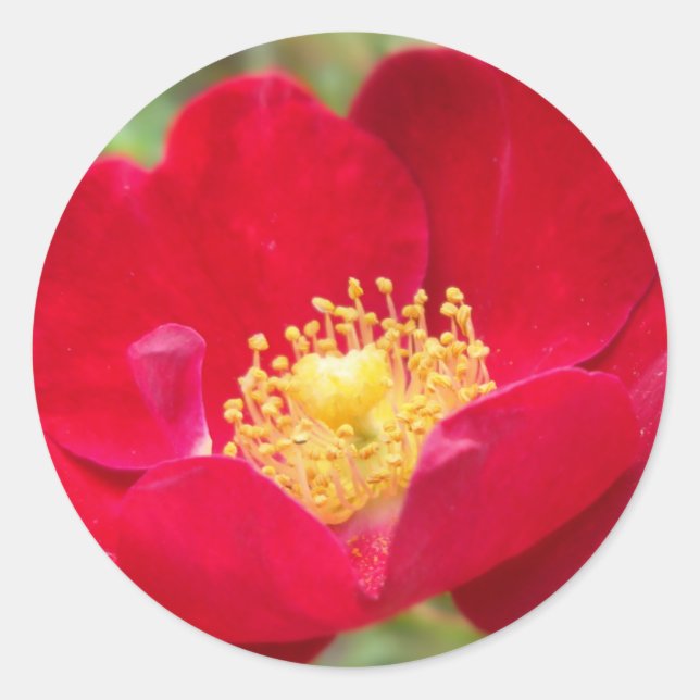 Los rosas son Pegatinas rojos (Anverso)