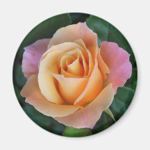 ¡Los rosas son rojos a menos que sean Peach! Imán