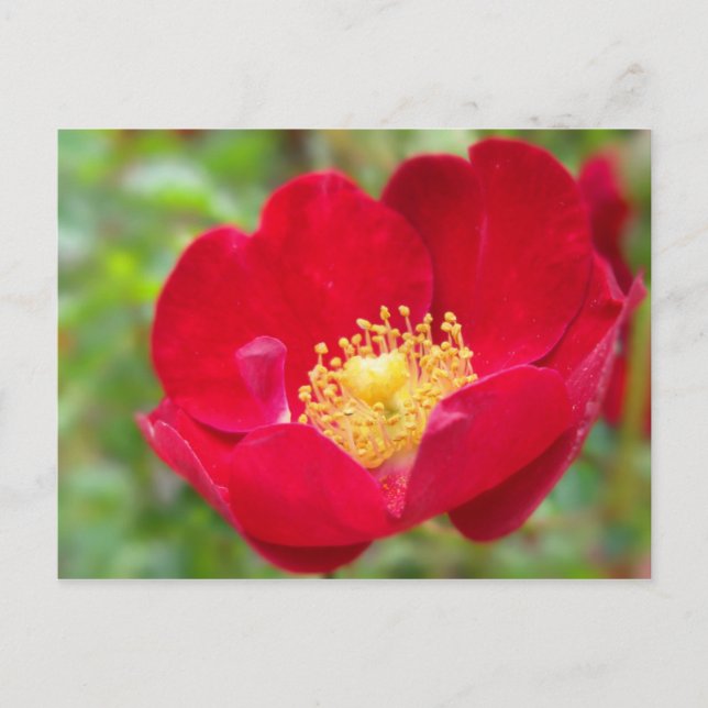 Los rosas son tarjetas postales rojas (Anverso)