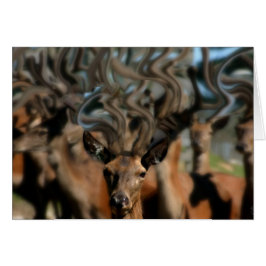 Los sueños de venado