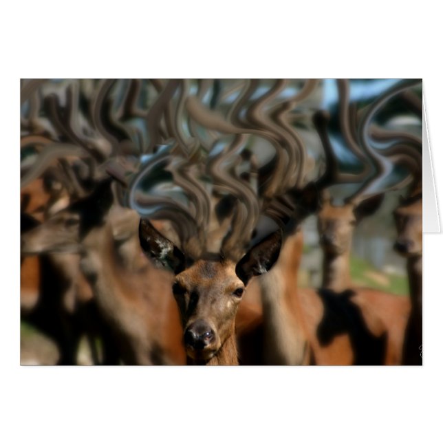 Los sueños de venado (Anverso (Horizontal))