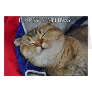 Los tallarines el gato escocés del doblez están