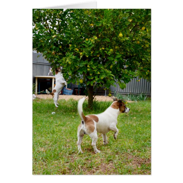 Los Zorros Juegan Tiempo, (Frente)