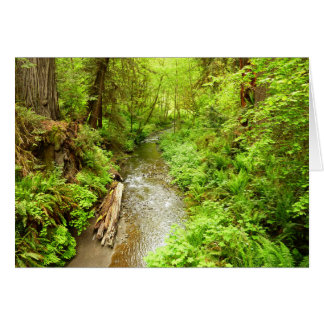 Lost Man Creek II en el Parque Nacional Redwood