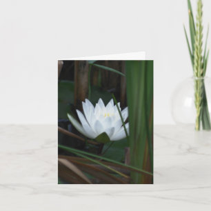 Loto de Nenúfar en Flor Fotografía 