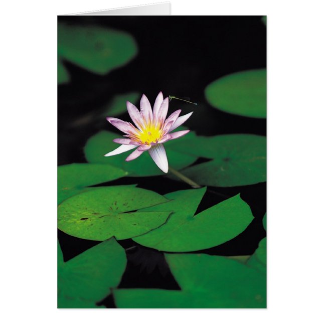 Lotus (Frente)