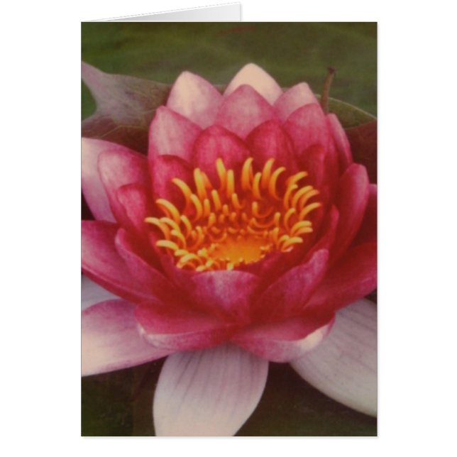 Lotus Blossom - Por Logan Guinn (Frente)