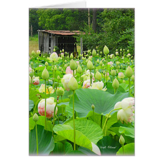 Lotus Pond lleno de flores florecientes