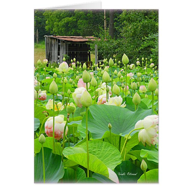 Lotus Pond lleno de flores florecientes (Frente)