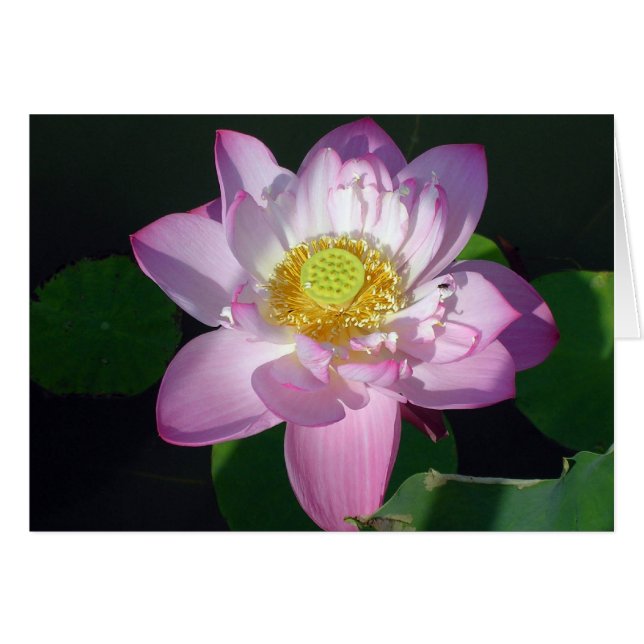 Lotus rosa (Anverso (Horizontal))