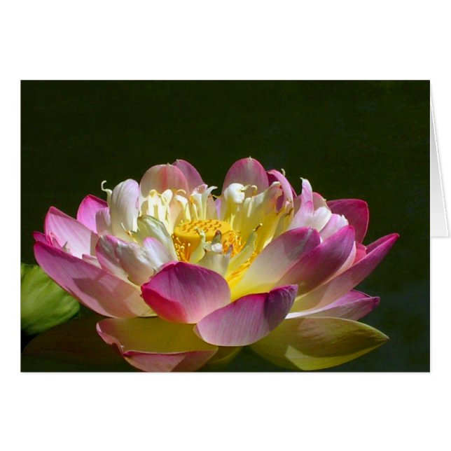 Lotus rosa (Anverso (Horizontal))
