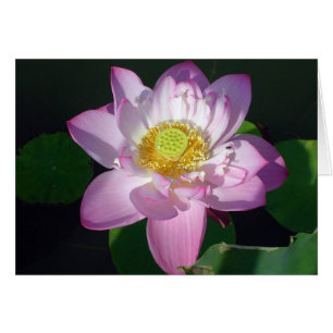 Lotus rosado