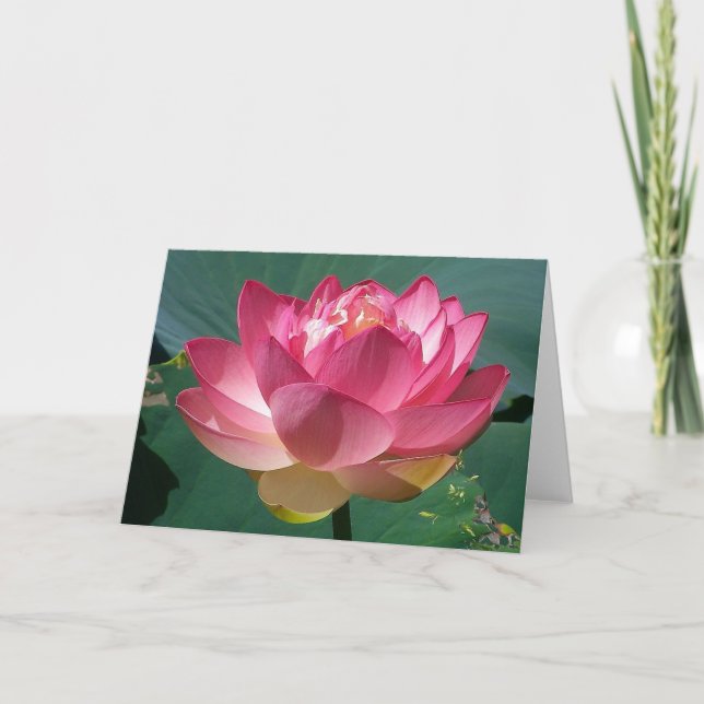Lotus rosado - Tarjeta de felicitación (Anverso)