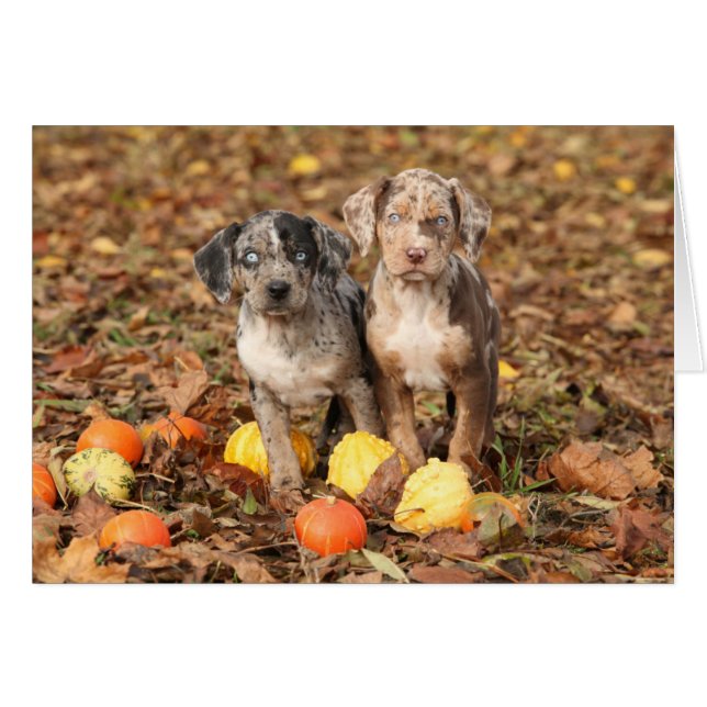 Louisiana Catahoula Cachorros Con Calabazas (Anverso (Horizontal))
