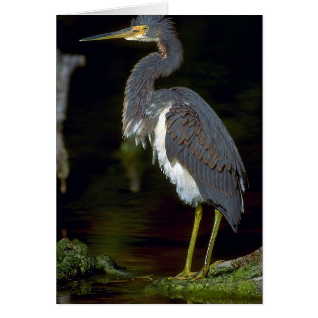 Louisiana heron (Frente)