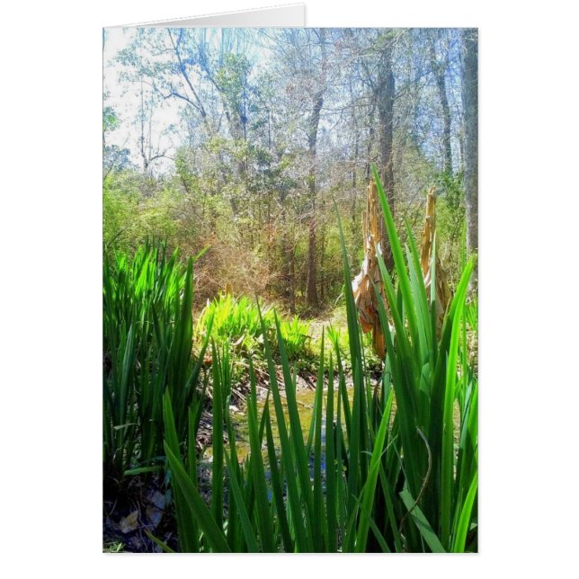 Louisiana Iris, Creek Side, (Frente)