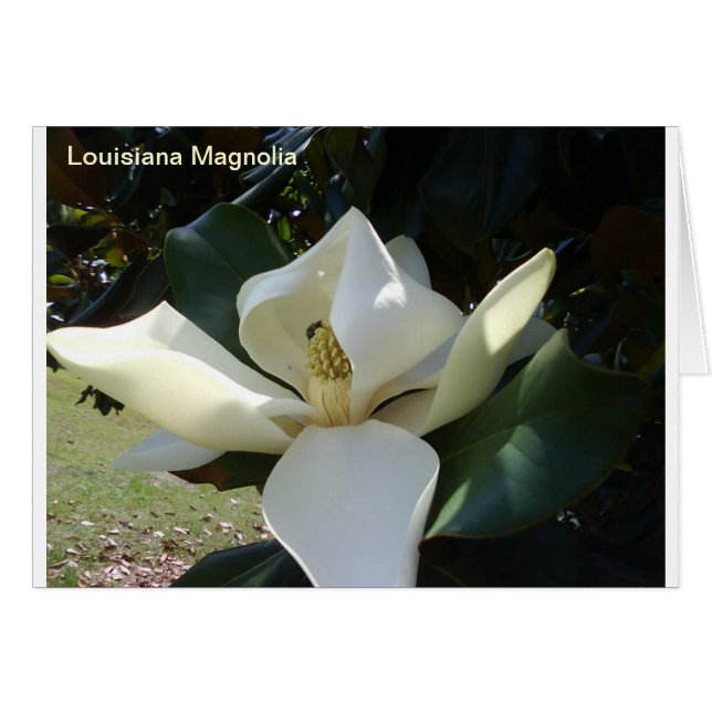 Louisiana Magnolia (Anverso (Horizontal))