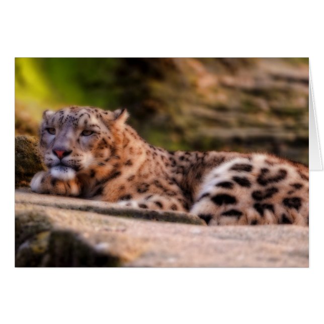 Lounging Leopard (Anverso (Horizontal))