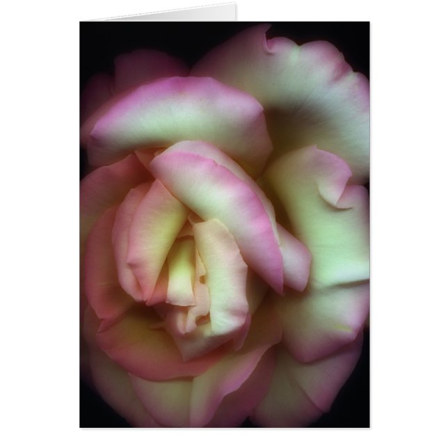 <Love is a Rose>de Nathan Griffith (Frente)