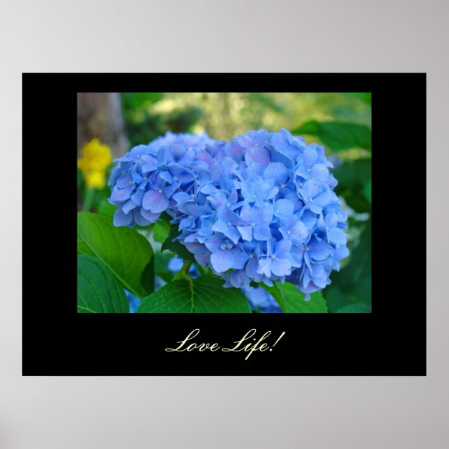 Love Life! arte imprime Blue Hydrangea Floral art (Frente)