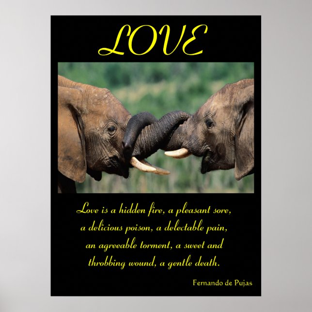 LOVE Posters Animal 5 (Frente)