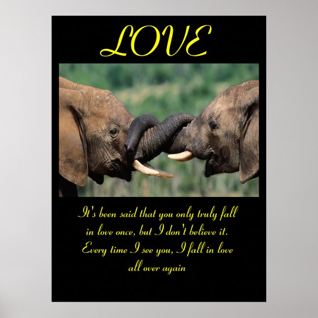 LOVE Posters Animal 6 (Frente)