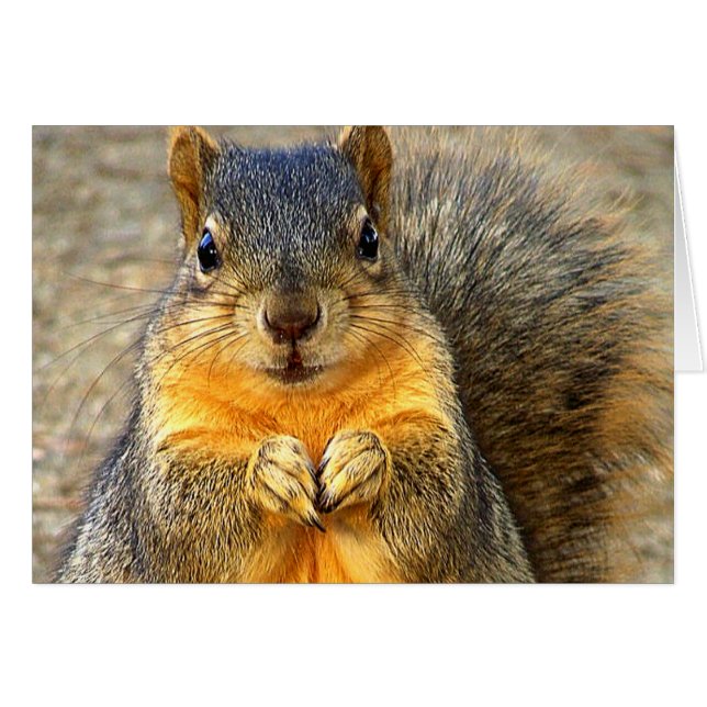 Love Squirrel (Anverso (Horizontal))