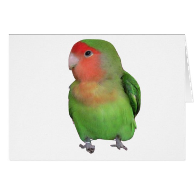 Lovebird Melocotón-hecho frente (Anverso (Horizontal))