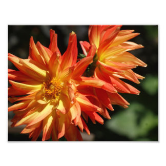 Lovely Dalias 11 x 8.5 Impresión fotográfica