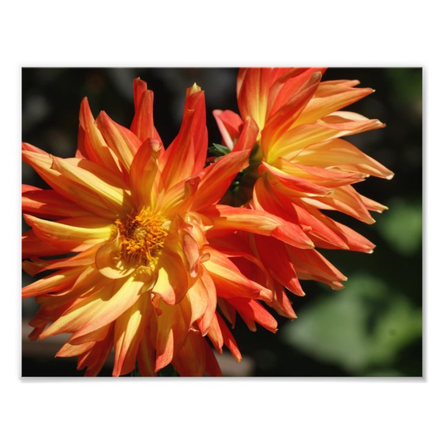 Lovely Dalias 11 x 8.5 Impresión fotográfica (Frente)