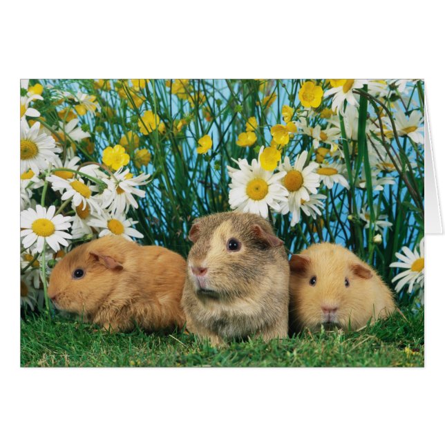 Lovely Hamsters 35 (Anverso (Horizontal))