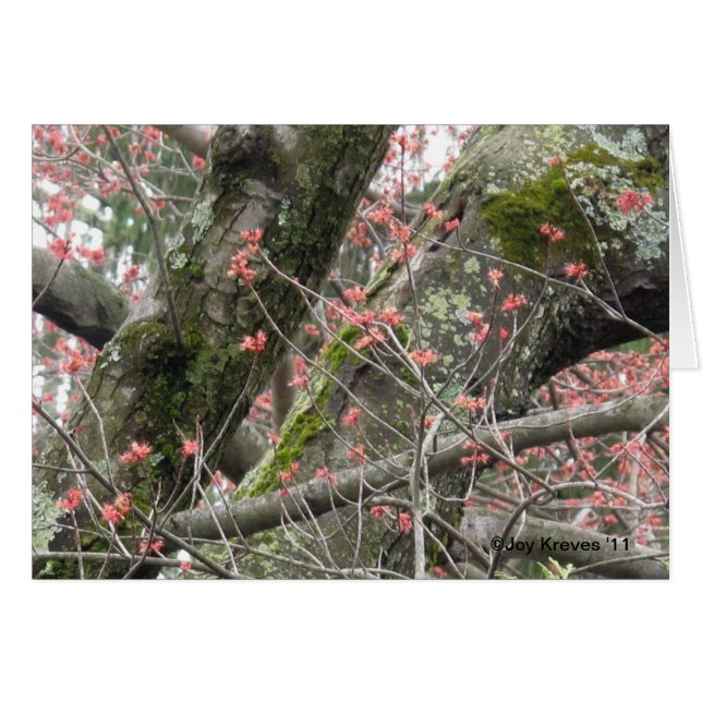 Lovely Spring Blank Card (Anverso (Horizontal))