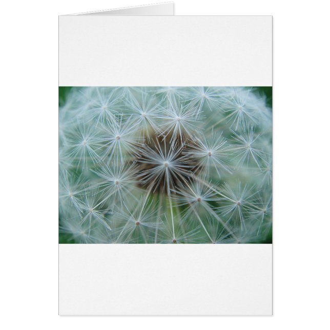 Löwenzahnmuster (Frente)