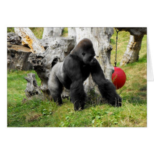 Lowland silverback gorila