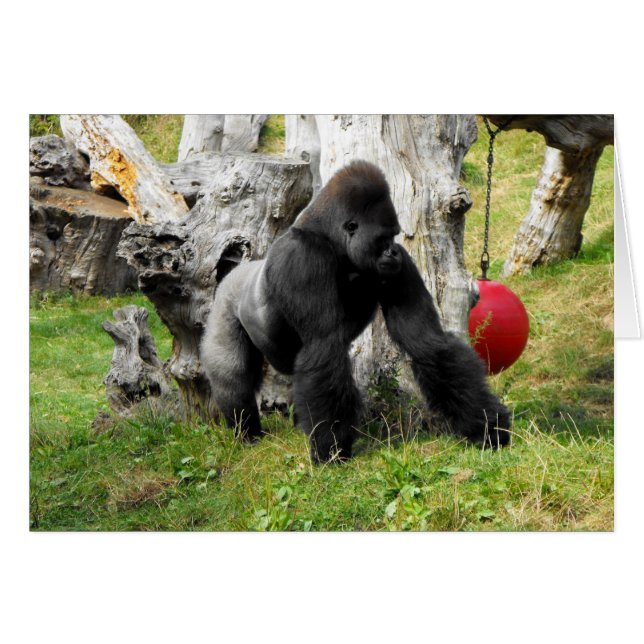 Lowland silverback gorila (Anverso (Horizontal))