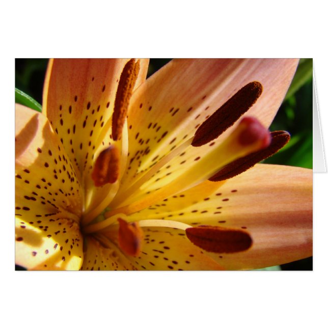 luce incerta (Anverso (Horizontal))