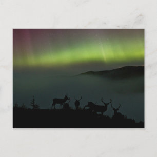 Luces boreales con tarjeta postal de marcas