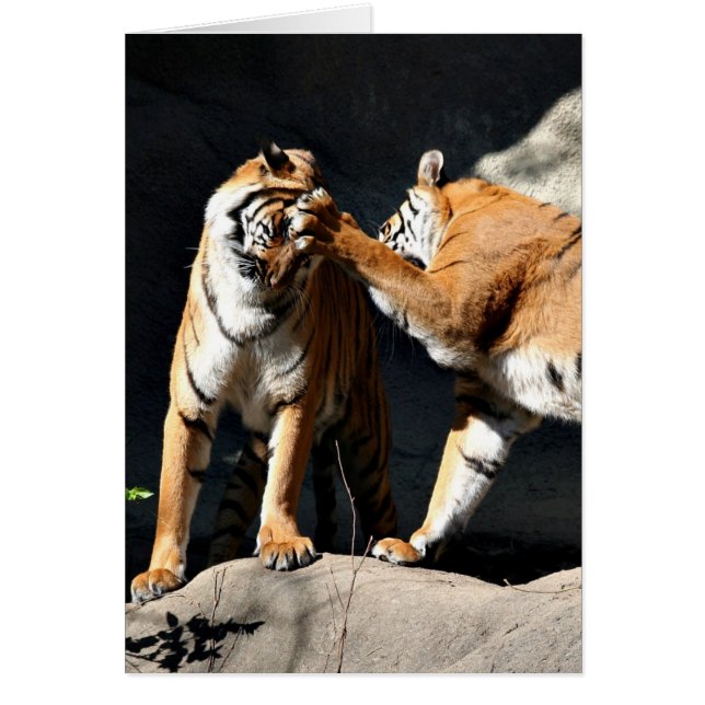 Lucha contra los tigres (Frente)