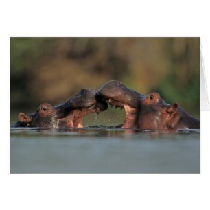 Lucha de hipopótamos (Hippopotamus Amphibius)