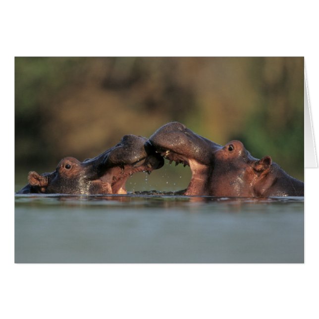 Lucha de hipopótamos (Hippopotamus Amphibius) (Anverso (Horizontal))
