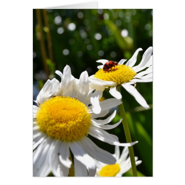 Lucky Ladybug (Frente)