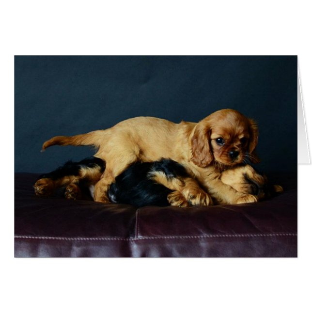 Lucy que bate para arriba su Brother (Anverso (Horizontal))