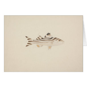 Luigi Balugani - Pescado no identificado