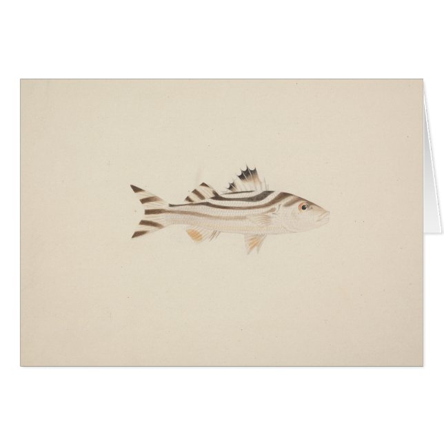 Luigi Balugani - Pescado no identificado (Anverso (Horizontal))