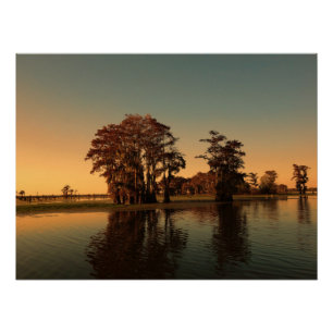 Luisiana bayou y cypress tree poster