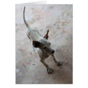 Luk Maa... Perro picante tailandés